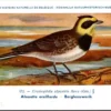Ovogels_007 Bergleeuwerik / Shore Lark – Nº 172 – (KBIN / IRSNB)