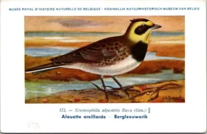 Bergleeuwerik / Shore Lark – Nº 172 – (KBIN / IRSNB)