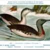 Ovogels_008 Roodkeelduiker / Red-throated Loon – Nº 265 – (KBIN / IRSNB)
