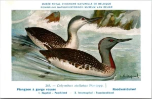 Roodkeelduiker / Red-throated Loon – Nº 265 – (KBIN / IRSNB)