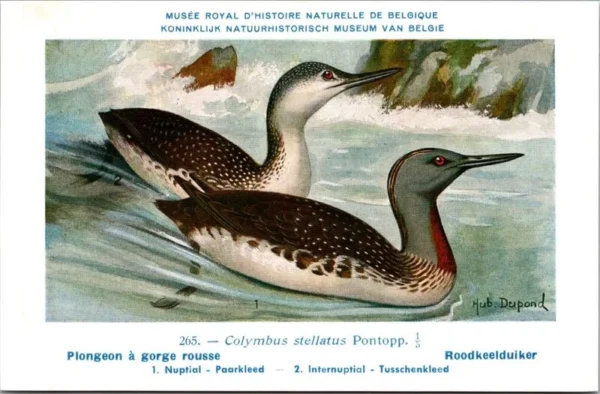 Ovogels_008 Roodkeelduiker / Red-throated Loon – Nº 265 – (KBIN / IRSNB)