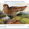 Watersnip / Common Snipe – Nº 305 – (KBIN / IRSNB)