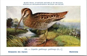 Watersnip / Common Snipe – Nº 305 – (KBIN / IRSNB)