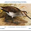 Ovogels_010 Doove snip / Common Snipe – Nº 307 – (KBIN / IRSNB)