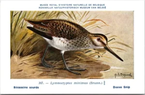 Doove snip / Common Snipe – Nº 307 – (KBIN / IRSNB)