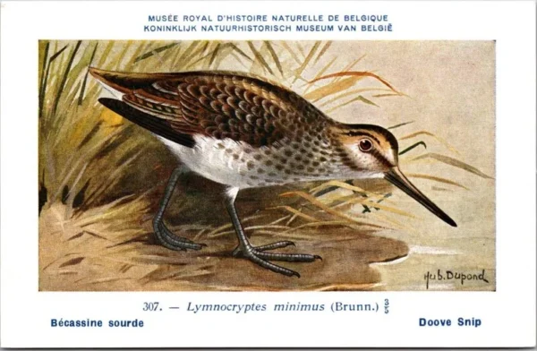 Ovogels_010 Doove snip / Common Snipe – Nº 307 – (KBIN / IRSNB)