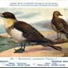 Ovogels_011 Middelste Meeuwjager / Arctic Skua – Nº 309 – (KBIN / IRSNB)
