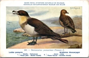 Middelste Meeuwjager / Arctic Skua – Nº 309 – (KBIN / IRSNB)