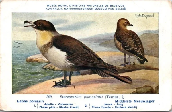 Ovogels_011 Middelste Meeuwjager / Arctic Skua – Nº 309 – (KBIN / IRSNB)