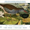 Ovogels_012 Waterral / Water Rail – Nº 321 – (KBIN / IRSNB)