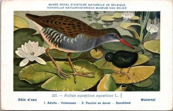 Ovogels_012 Waterral / Water Rail – Nº 321 – (KBIN / IRSNB)