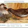 Ovogels_013 Porceleinhoen / Spotted Crake – Nº 322 – (KBIN / IRSNB)