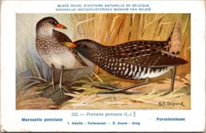 Porceleinhoen / Spotted Crake – Nº 322 – (KBIN / IRSNB)