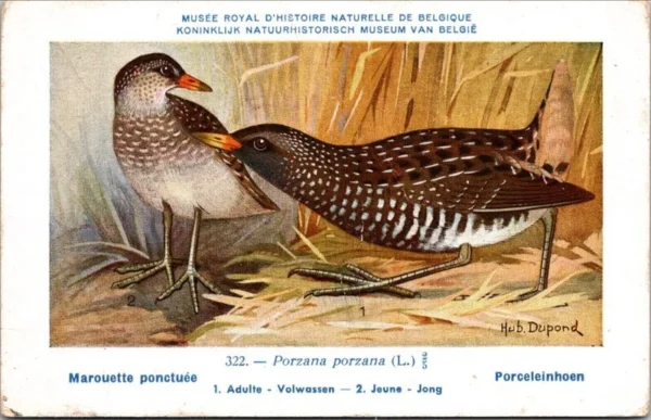 Ovogels_013 Porceleinhoen / Spotted Crake – Nº 322 – (KBIN / IRSNB)