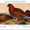 Ovogels_014 Schotsch Sneeuwhoen / Red Grouse – Nº 328 – (KBIN / IRSNB)