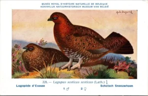 Schotsch Sneeuwhoen / Red Grouse – Nº 328 – (KBIN / IRSNB)