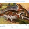 Ovogels_015 Hazelhoen / Hazel Grouse – Nº 330 – (KBIN / IRSNB)