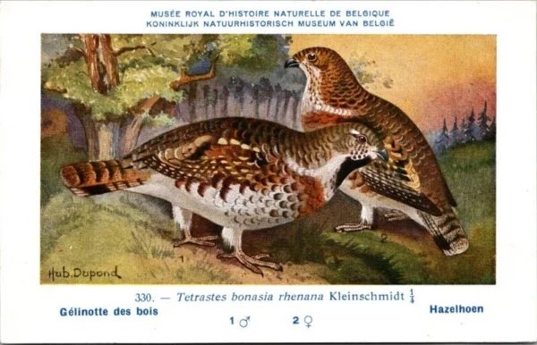 Ovogels_015 Hazelhoen / Hazel Grouse – Nº 330 – (KBIN / IRSNB)
